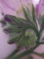 Symphytum officinale