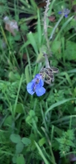 Commelina tuberosa
