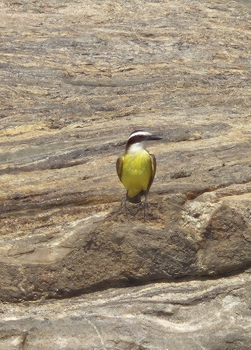 Great Kiskadee