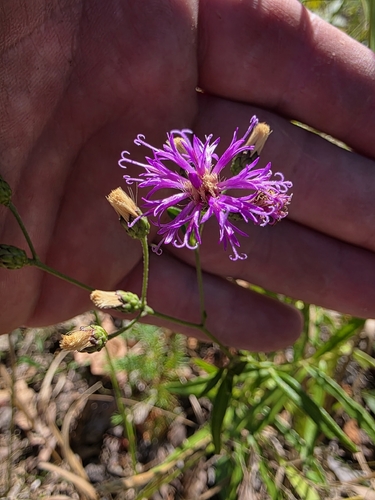 Vernonia texana, 2026-09-06