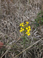 Erysimum asperum