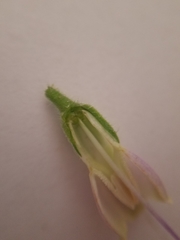 Symphytum officinale