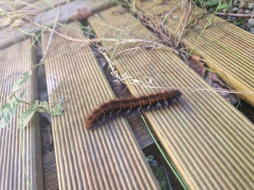 Fox Moth