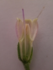 Symphytum officinale