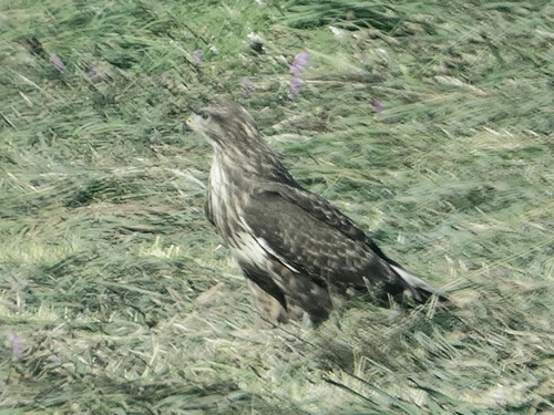 Common Buzzard