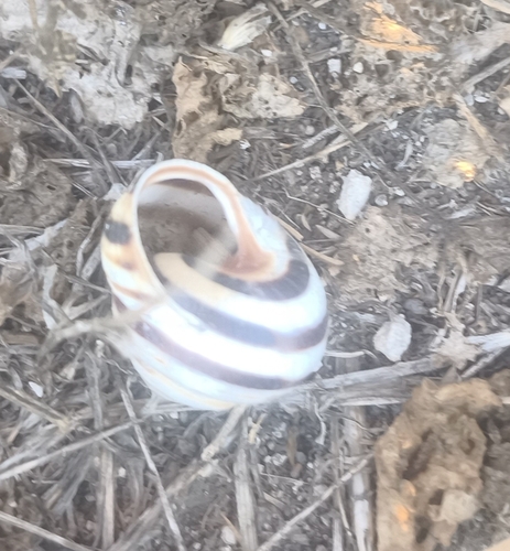 Vineyard Snail
