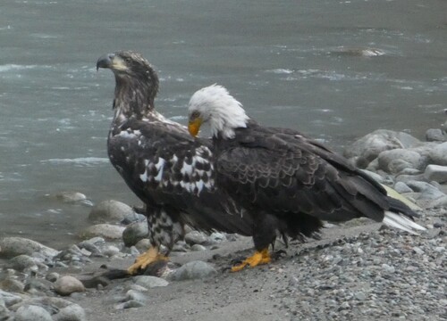 Bald Eagle