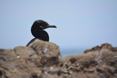 Nannopterum brasilianum