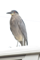 Nycticorax nycticorax