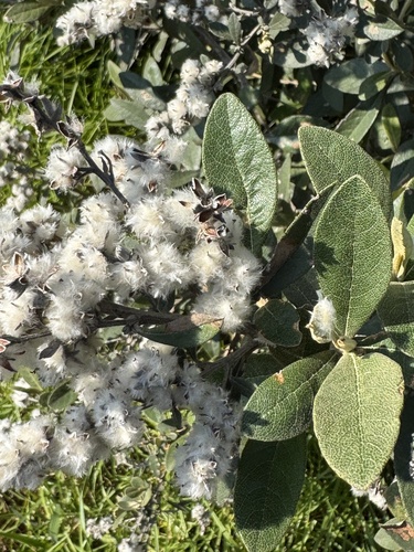 Tarchonanthus littoralis, photograph 5