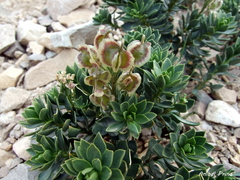 Menonvillea cicatricosa
