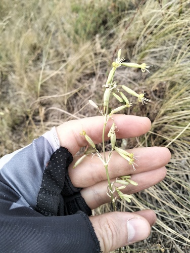 Silene chlorantha, photograph 1