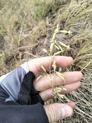 Silene chlorantha