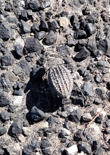 Philolithus sordidus