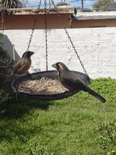 Golden-billed Saltator
