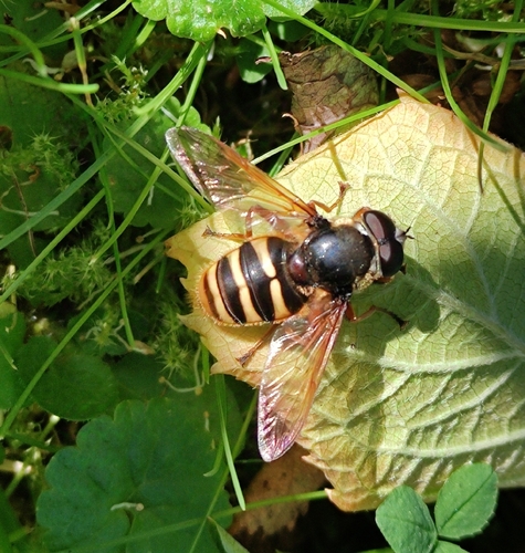 Yellow-barred Peat Hover Fly