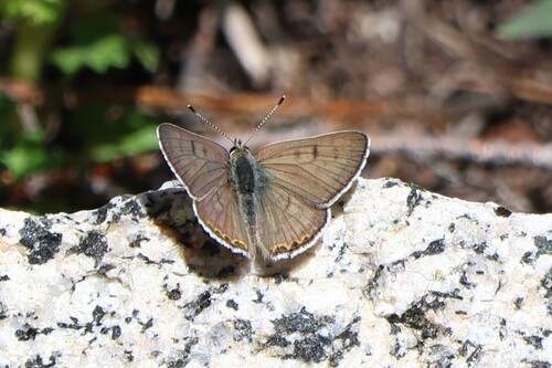 iNaturalist observation photo of Tharsalea