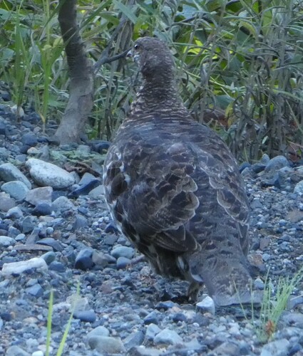 Sooty Grouse