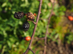 Rosa webbiana
