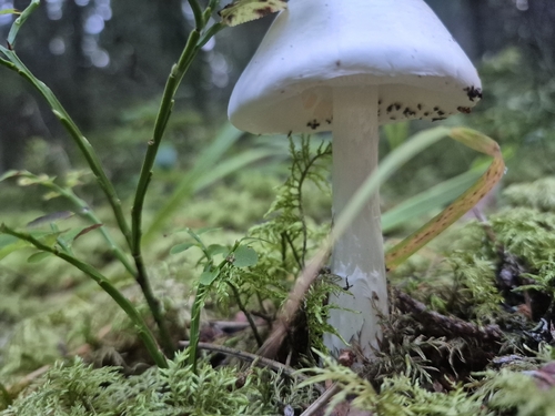 European Destroying Angel