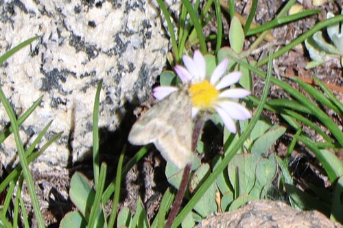 iNaturalist observation photo of One-banded Pyrausta