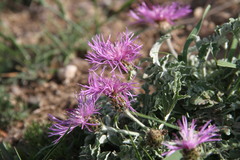 Psephellus declinatus