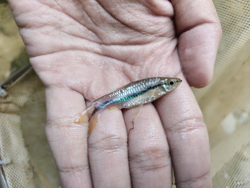 Brilliant Rasbora