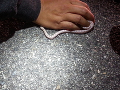 Phyllorhynchus decurtatus