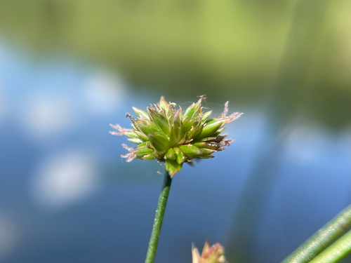 Juncus acuminatus observed 2026-09-04