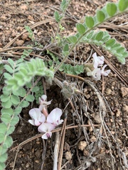 Astragalus parryi