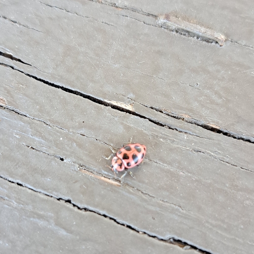 Spotted Pink Lady Beetle