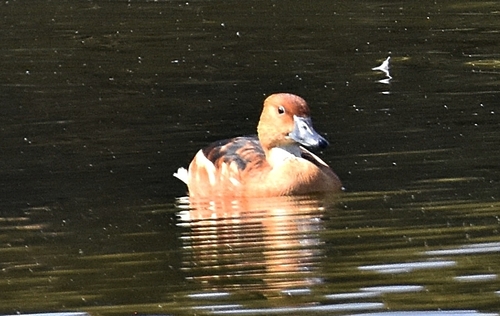 iNaturalist image