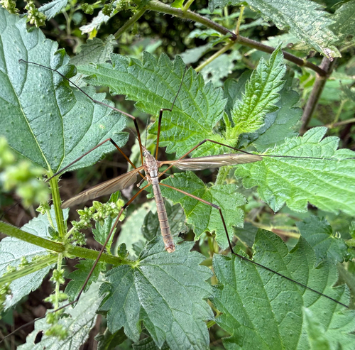 European Crane Fly