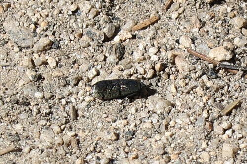iNaturalist observation photo of Beetles