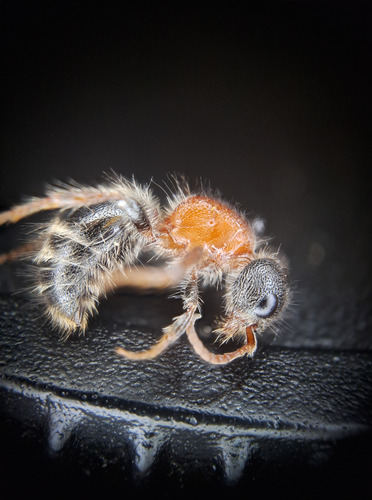Myrmilla triareolata