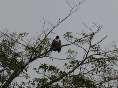 Buteo jamaicensis costaricensis