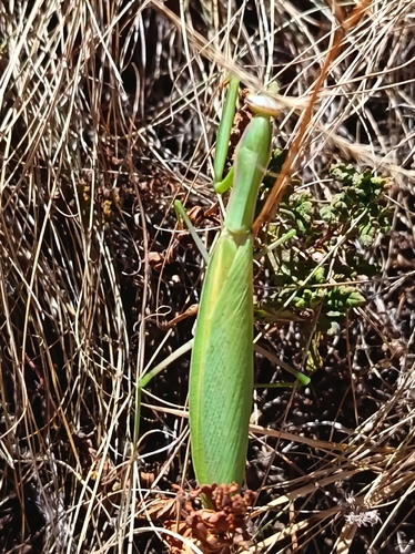 European Mantis