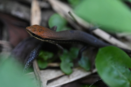 Bronze Grass Skink