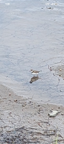 Semipalmated Plover