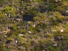 Rosa webbiana
