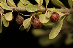 Rhamnus lycioides