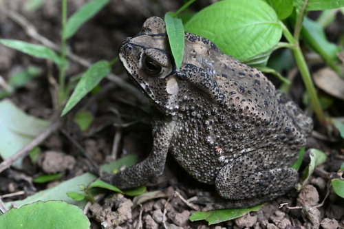 Asian Common Toad
