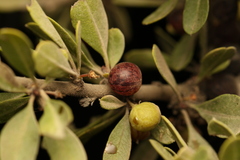 Rhamnus lycioides, photograph (c) Chaym Turak, some rights reserved (CC BY-SA)