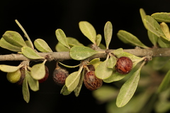 Rhamnus lycioides, photograph (c) Chaym Turak, some rights reserved (CC BY-SA)