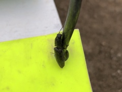 Athous haemorrhoidalis