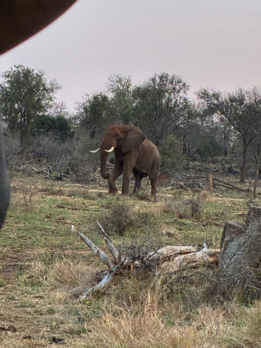 African Savanna Elephant