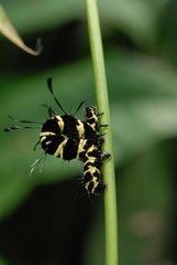 Tinolius eburneigutta