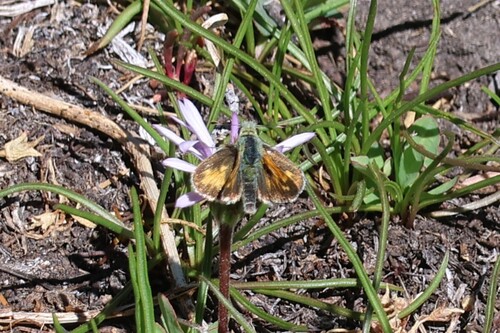 iNaturalist observation photo of Sandhill Skipper