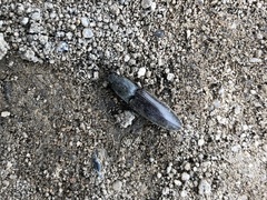 Athous haemorrhoidalis