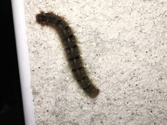 Lasiocampa quercus